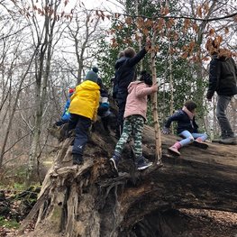 Mehrere Kinder klettern einen großen umgestürzten Baum hinauf