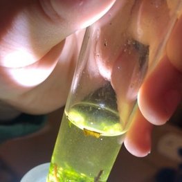 Eine Hand hält ein Reagenzglas fest, in dem sich eine gelb-grüne Flüssigkeit befindet. Unter dem Glas ist eine Taschenlanpe, die die Flüssigkeit in dem Glas beleuchtet