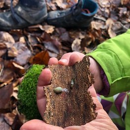 Eine Hand hält ein Stück Baumrinde, auf dem sich ein kleines Tier befindet